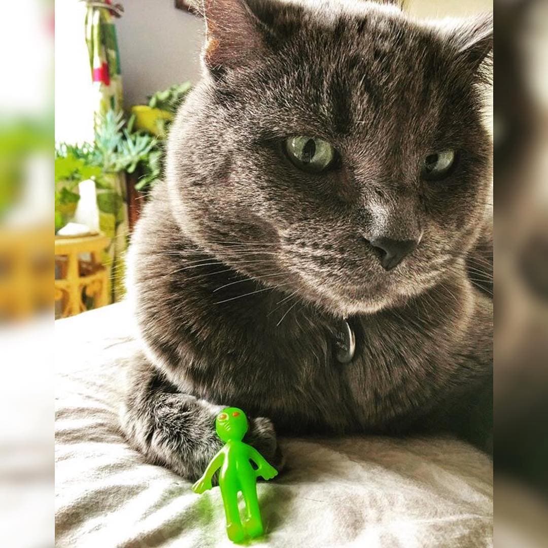 Techno Kitty - Image 1