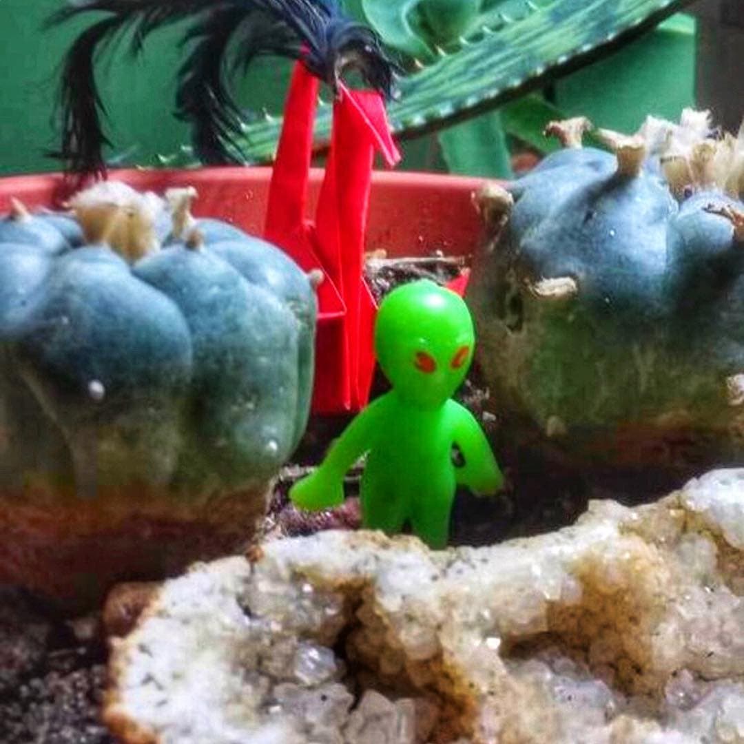 From Mihai - Image 1