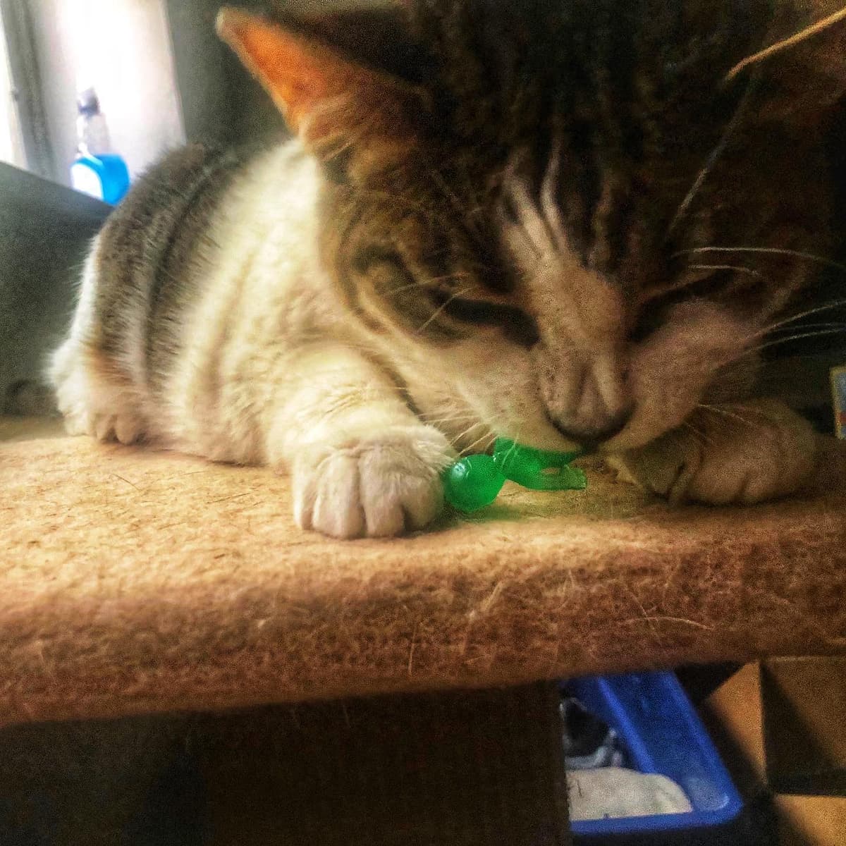 The hazards of being a tiny green alien on Earth - Image 1