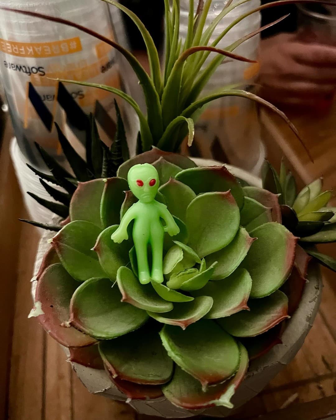 Succulent Alien 👽💚 - Image 1