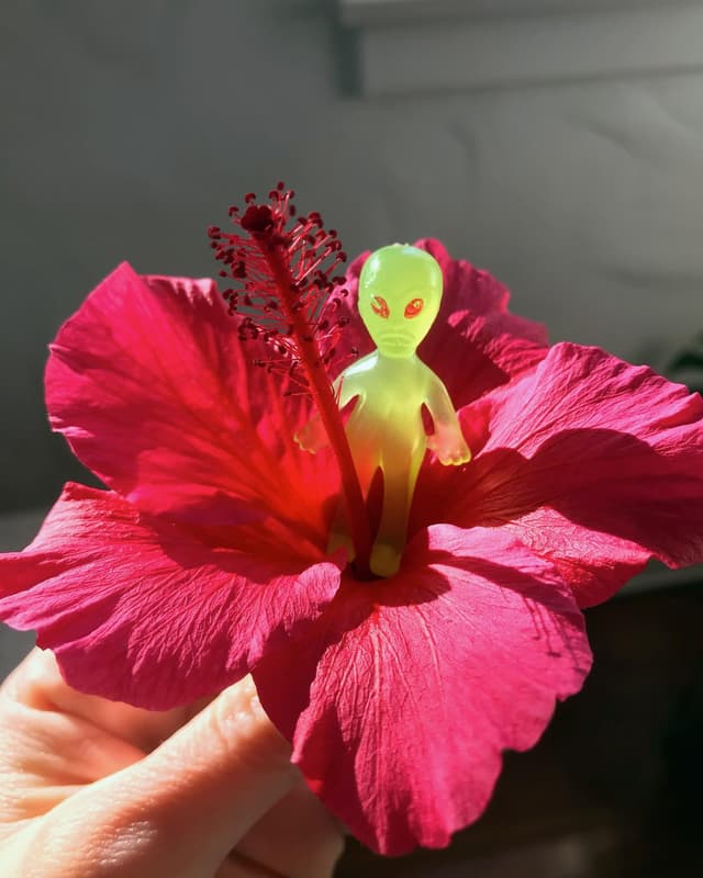 Hibiscus Alien π½πΊ