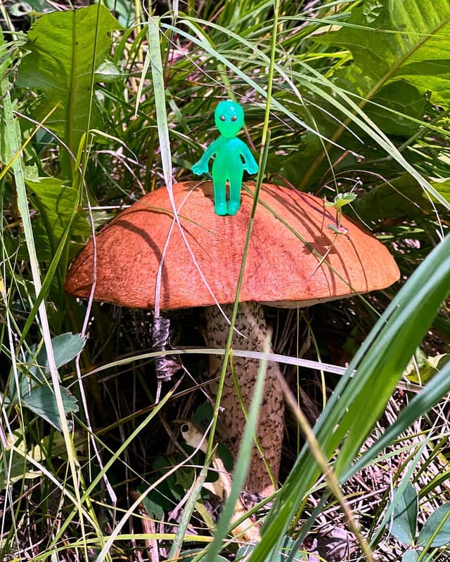 Mushroom alien ππ½