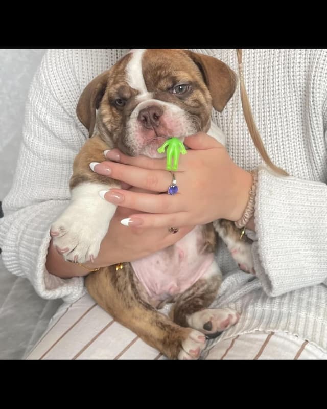 Puppy alien πΆπ½